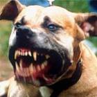 _o_que_acontece_se_voce_deixar_um_pit_bull_2_meses_sem_comer