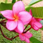 flores_para_a_primavera