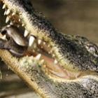 semana_origem_de_expressoes_com_animais__parte_1