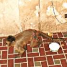 o_habito_cruel_de_transformar_animais_silvestres_em_pet