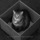 pet_shops_deixam_de_vender_filhotes_para_incentivar_adocao_