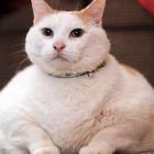 como_dar_&ldquo;pause&rdquo;_num_gatinho