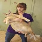 Conheça Bob Esponja, provavelmente o gato mais gordo do mundo
