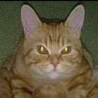o_gato_aloprado