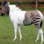 3 casos de animais híbridos: cavalo x zebra, leão x tigre e baleia x golfinho
