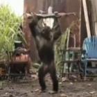 a_revolta_dos_macacos