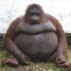 obesidade_animal