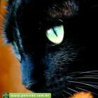 gato_preto_nao_da_azar