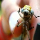 Vídeo mostra libélula bebê ferida sendo alimentada com pinça