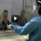 reacao_impressionante_do_macaco_&hellip;