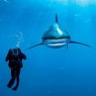 as_imagens_mais_espetaculares_obtidas_pela_national_geographic_60_imagens