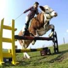 alema_usa_vaca_como_montaria_para_saltar_obstaculos_