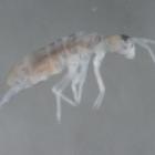Descoberto inseto sem olhos e asas em caverna a 2.000 metros de profundidade