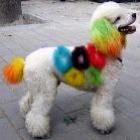 desfile_meu_cao_tambem_e_gay