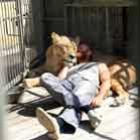 ucraniano_vai_viver_35_dias_dentro_da_jaula_de_leoes_em_zoo