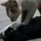 animais_tambem_tem_sentimentos