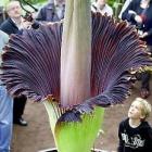 Flor-cadáver, a maior e mais fedida flor do mundo