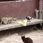 corvo_maldito_a_trollagem_no_reino_animal