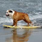 cachorro_que_gosta_de_surf_e_de_snowboard