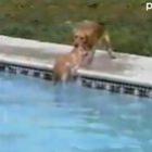 Cadela salva filhote de piscina