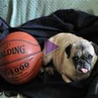 pugs_ama_jogar_bola