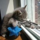cuidado_com_os_tanques_de_guerra_com_gatos_no_comando