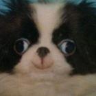 cachorros_nerds