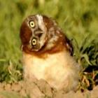 animais_fazem_graca_com_suas_peripecias_
