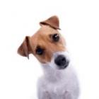 um_terco_dos_donos_nao_leva_seus_animais_ao_veterinario_