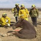 Ação corajosa dos bombeiros remove cavalo entalado no bueiro