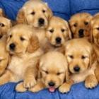 o_que_os_cachorros_devem_achar_quando_voce_joga_a_bolinha