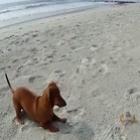 O Cão e o Caranguejo, pega pega nas Areias