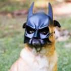 o_pug_mais_ecologico_do_mundo_