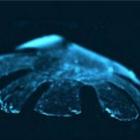 Cientistas criam água-viva artificial com células de ratos