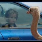 coisas_de_animais_parte_ii