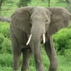 elefante_toca_num_galaxy_note
