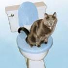 mundo_pet_acessorios_e_produtos_excentricos_para_caes_e_gatos
