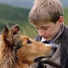 e_se_a_lassie_fosse_um_gato_