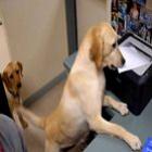 cachorro_vira_secretario_em_clinica_veterinaria_assista_o_video