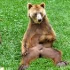 urso_safadinho_batendo_uma