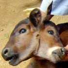 30_incriveis_animais_com_duas_cabecas