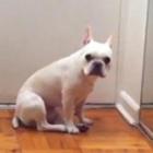 buldogue_chora_ao_ouvir_adele_assista_