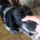 o_cachorro_que_sabia_cantar_rap