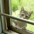 gato_ninja_abre_janela_e_entra_na_casa