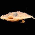 acredite_isto_e_um_peixe