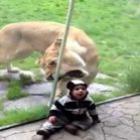 Leoa tentando devorar bebê no zoológico