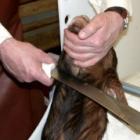 parlamento_holandes_proibe_o_sacrificio_ritual_de_animais_por_motivos_religiosos