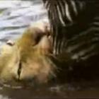 zebra_afoga_o_leao_para_escapar_dele