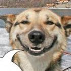 o_cachorro_que_sabia_contar_piada