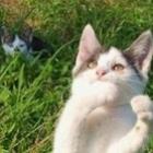gatos_e_seus_objetos_invisiveis